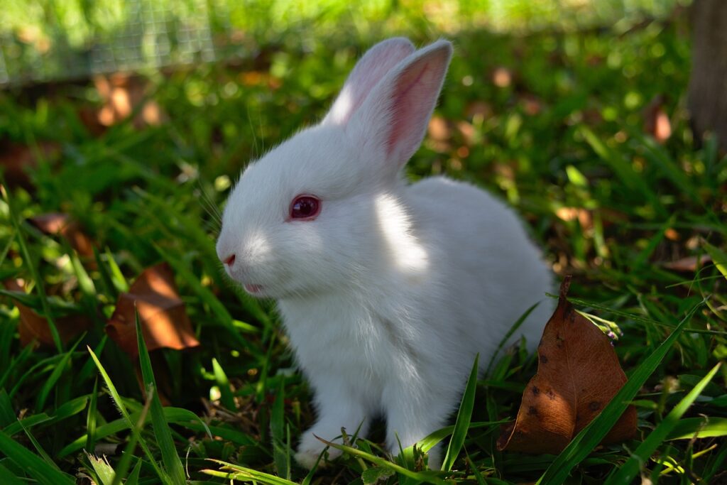 rabbit, nature, grass-3273992.jpg