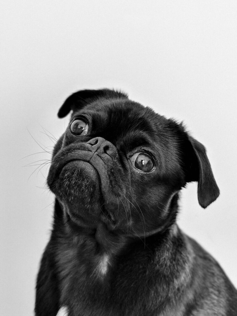 pexels-photo-1851164-1851164-2