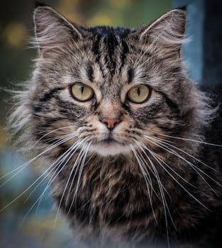 Adorable close-up of a furry tabby cat with expressive eyes and whiskers.
