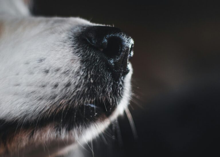 A detailed close-up image focusing on the furry texture and nose of a dog.